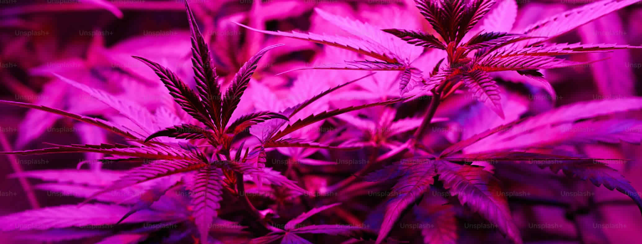 contact_weed